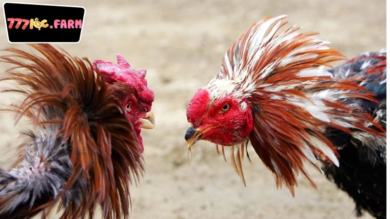 Đá Gà Trực Tiếp 777Loc Là Gì?