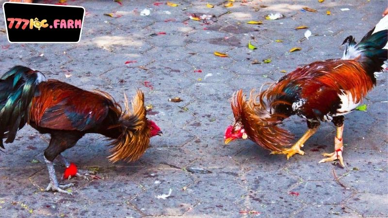 Các Yếu Tố Quan Trọng Khi Chọn Đá Gà Trực Tiếp 777Loc