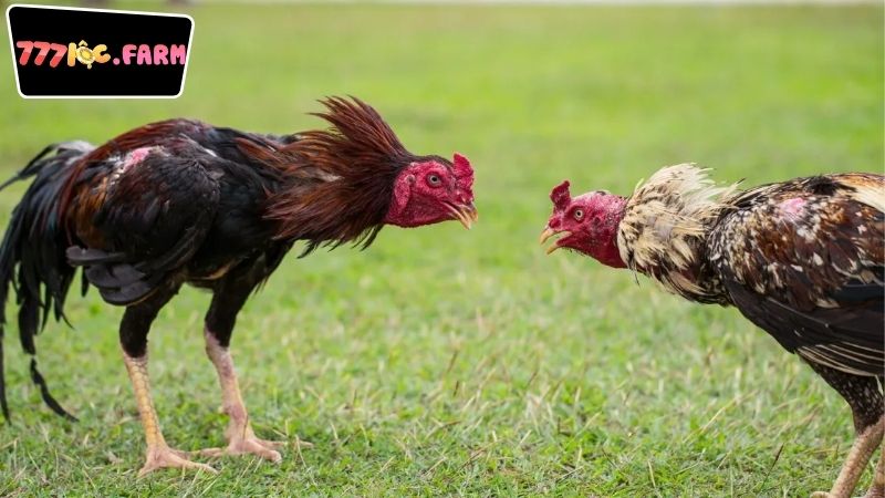 Hướng Dẫn Tham Gia Đá Gà Trực Tiếp Đúng Cách